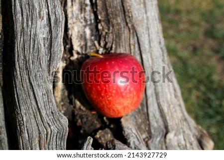 Red apple on the tree trunk. Photo of red apple on the trunk of the tree.