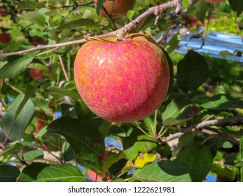 Red apple orchards