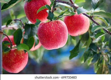 Red Apple Tree