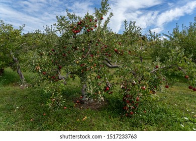 Red Apple Tree Ready For Picking