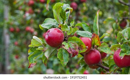 Red Apple Variety On The Fruiting Tree - Malus Domestica Gala In The Permaculture Forest Garden. Small Fruits On The Lush Green Trees, Fruit Ready To Harvest.