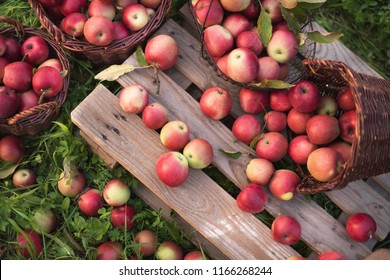 Red Apples In Baskets And Boxes On The  Green Grass In Autumn Orchard.   Apple Harvest And Picking Apples On Farm In Autumn.