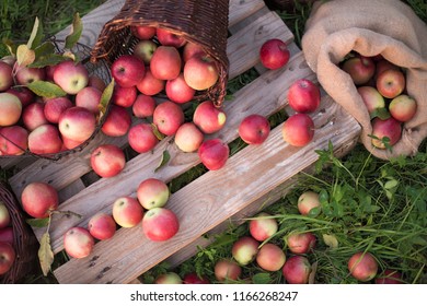 Red Apples In In Baskets And Boxes On The  Green Grass In Autumn Orchard.   Apple Harvest And Picking Apples On Farm In Autumn.