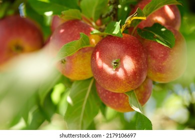 Red apples growing on trees for harvest in an agriculture orchard outdoors. Closeup of ripe, nutritious and organic fruit cultivated in season on a farm. Delicious fresh produce ready to be picked