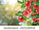 Red apples hang on tree branch with apple orchard bokeh blurred background.