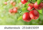 Red apples hanging on branch.