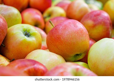 Red apples of the Jonagold variety on the counter of the farmers market. Jonagold apple-tree of American selection with fruits of late winter period. Natural products, seasonal fruits, local food. - Powered by Shutterstock