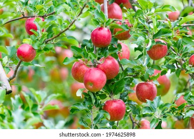 Red Apples In Nagano Prefecture, Japan