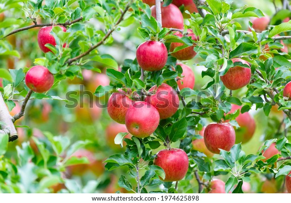 Red apples in Nagano\
Prefecture, Japan