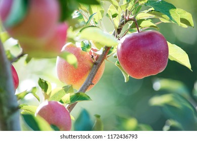 Red Apples on apple tree in the garden - Shutterstock ID 1172436793