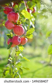 りんごの木 の画像 写真素材 ベクター画像 Shutterstock