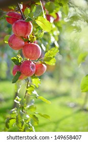  Red Apples On Apple Tree Branch