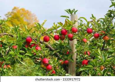 Red Apples On Apple Tree, Vergers & Cidrerie Denis Charbonneau, Quebec, Canada