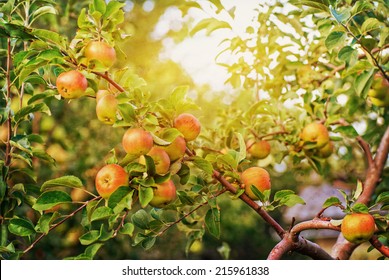 Red Apples On Apple Tree Branch, Bright Rays Of The Sun