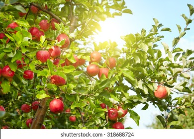 Red Apples On Apple Tree Branch