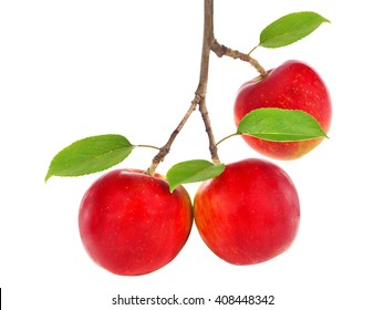 Red Apples On Apple Tree Branch 