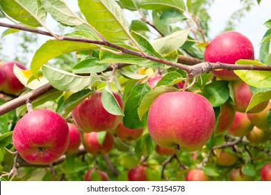 Red Apples On Apple Tree Branch