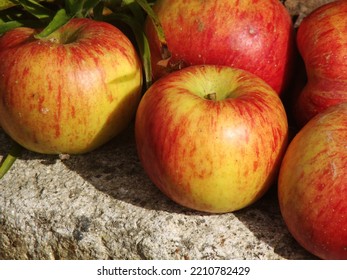 Red Apples On The Background Of Frass And Grey Stones