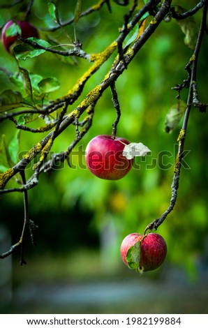 Similar – Äpfel grün rot Apfel 2