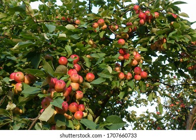   Red apples on the branches of a tree                             