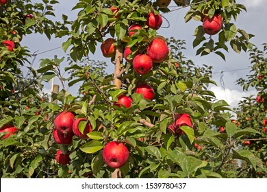  Red Apples On Espaliered Tree Ready For Harvest In Apple Orchard Near Lynden, Washington.