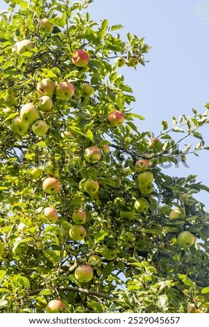 Similar – Foto Bild reife Äpfel an einem Baum