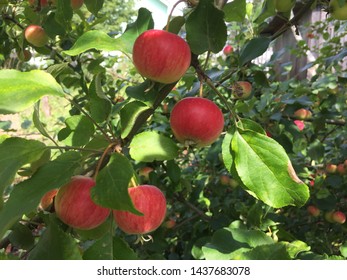 red apples on a tree