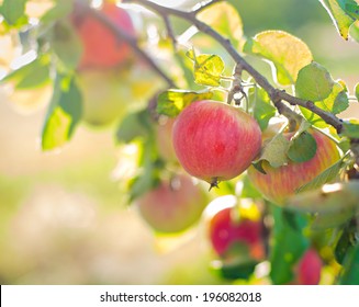 りんごの木 の画像 写真素材 ベクター画像 Shutterstock