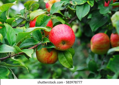 red apples on the tree