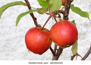 Red apples on a tree