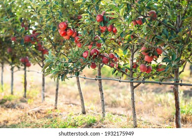 Red Apples On A Tree. Apple Orchard