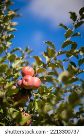 Red Apples On The Tree At An Apple Picking Farm In Canada