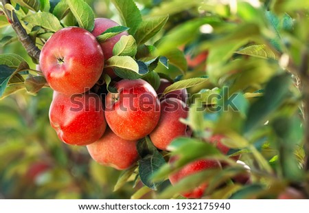 Red apples on a tree. Apple orchard