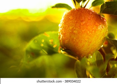 Red Apples On Tree In Orchard In Morning During Sunrise With Dew Before Picking Royal Gala, Fuji, Pink Lady