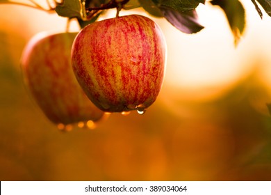 Red Apples On Tree In Orchard In Morning During Sunrise With Dew Before Picking Royal Gala, Fuji, Pink Lady