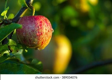 Pink Rose Apple Tree Hd Stock Images Shutterstock