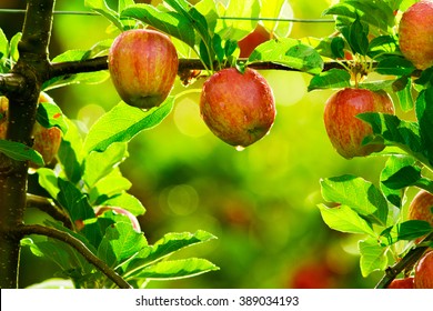 Red Apples On Tree In Orchard In Morning During Sunrise With Dew Before Picking Royal Gala, Fuji, Pink Lady