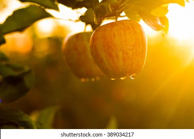 Red Apples On Tree In Orchard In Morning During Sunrise With Dew Before Picking Royal Gala, Fuji, Pink Lady