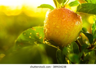 Red Apples On Tree In Orchard In Morning During Sunrise With Dew Before Picking Royal Gala, Fuji, Pink Lady