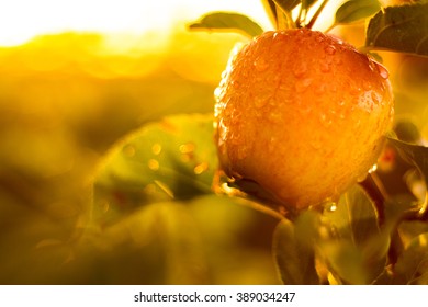 Red Apples On Tree In Orchard In Morning During Sunrise With Dew Before Picking Royal Gala, Fuji, Pink Lady