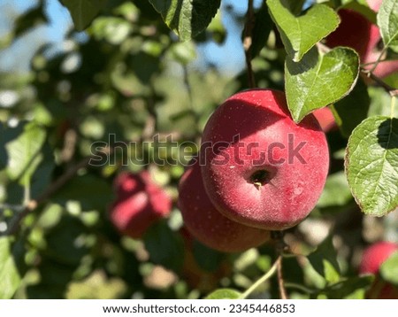 Red apples on tree in orchard.