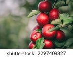 Red apples on tree ready to be harvested. Ripe red apple fruits in apple orchard. Selective focus.