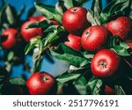 Red apples on tree ready to be harvested. Ripe red apple fruits in an apple orchard