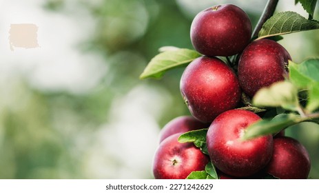 Red apples on tree ready to be harvested. Ripe red apple fruits in apple orchard. Selective focus. - Shutterstock ID 2271242629