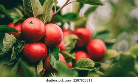 Red apples on tree ready to be harvested. Ripe red apple fruits in apple orchard. Selective focus. - Shutterstock ID 2287823311