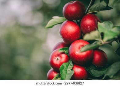 Red apples on tree ready to be harvested. Ripe red apple fruits in apple orchard. Selective focus. - Shutterstock ID 2297408827