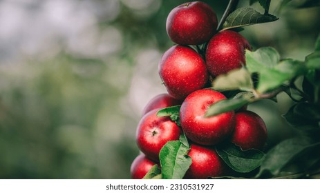 Red apples on tree ready to be harvested. Ripe red apple fruits in apple orchard. Selective focus. - Shutterstock ID 2310531927