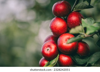 Red apples on tree ready to be harvested. Ripe red apple fruits in apple orchard. Selective focus. - Shutterstock ID 2328242051