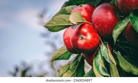 Red apples on tree ready to be harvested. Ripe red apple fruits in apple orchard. - Shutterstock ID 2360034897