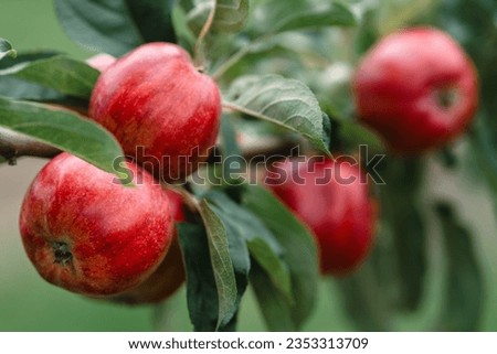 Red apples on tree ready to be harvested. Ripe red apple fruits in apple orchard. High resolution 60 megapixel photo.